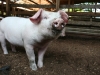 Pig :)