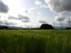 Rice field