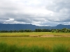 Rice field